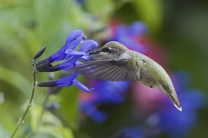 hummingbird-flowers-blue-salvia-1656015005