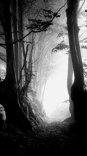dark-forest