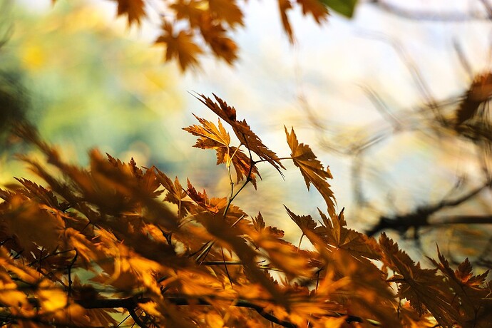 otoño hojas