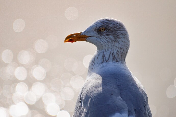 reproche de la gaviota