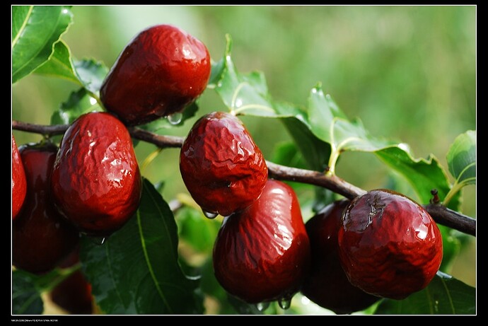 cascabeles