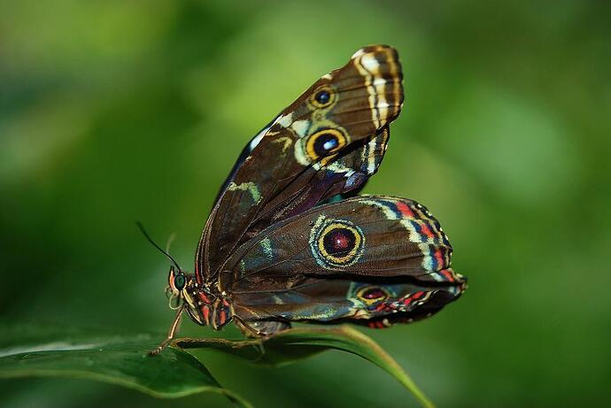 estudio de la mariposa y el tiempo