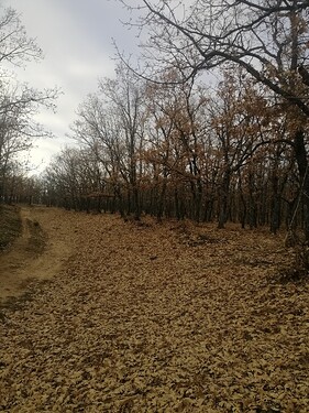 Imagen de mi autoría en un robledal en otoño