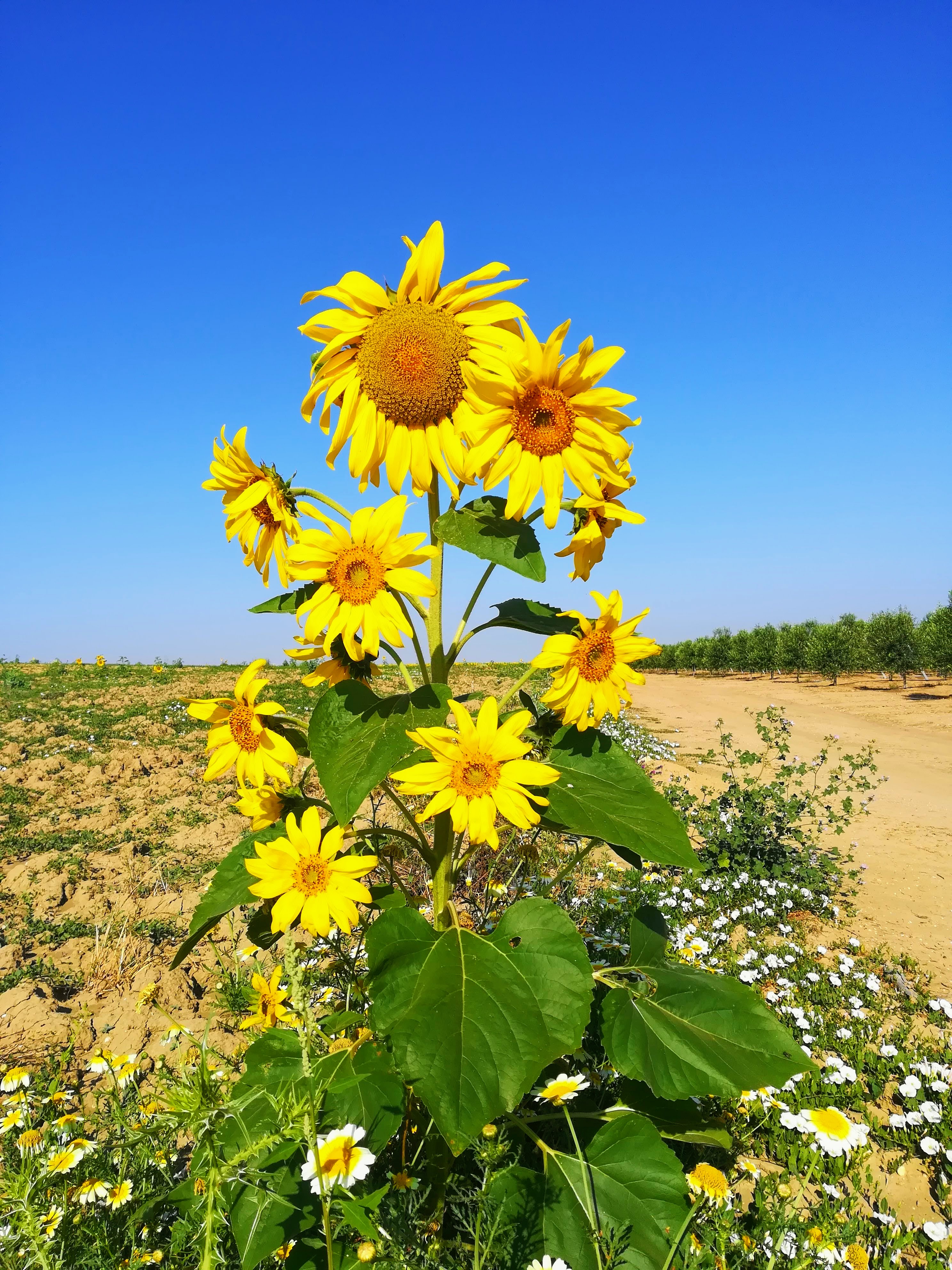 IMG_20200603_095827-EFFECTS