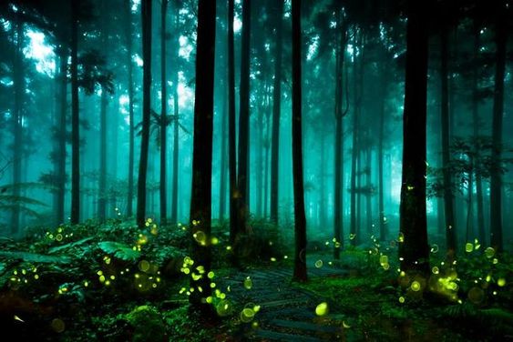 bosque-de-noche