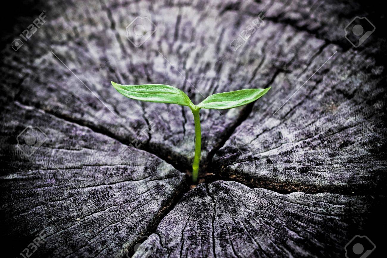 Young Green Plant Growing On Dead Tree Trunk Stock Photo, Picture And Royalty Free Image. Image 33766972.