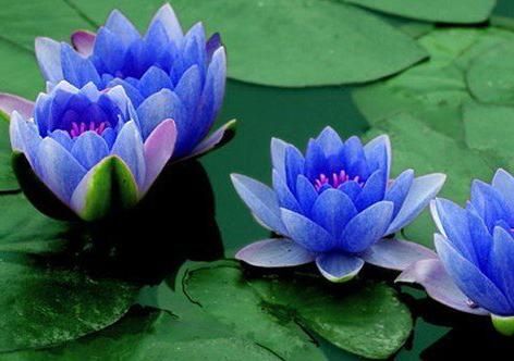Cuál es el significado de la flor de loto