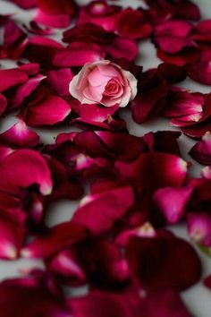 fffa3fb7799d5b629dabe21256744318--roses-are-red-pink-roses