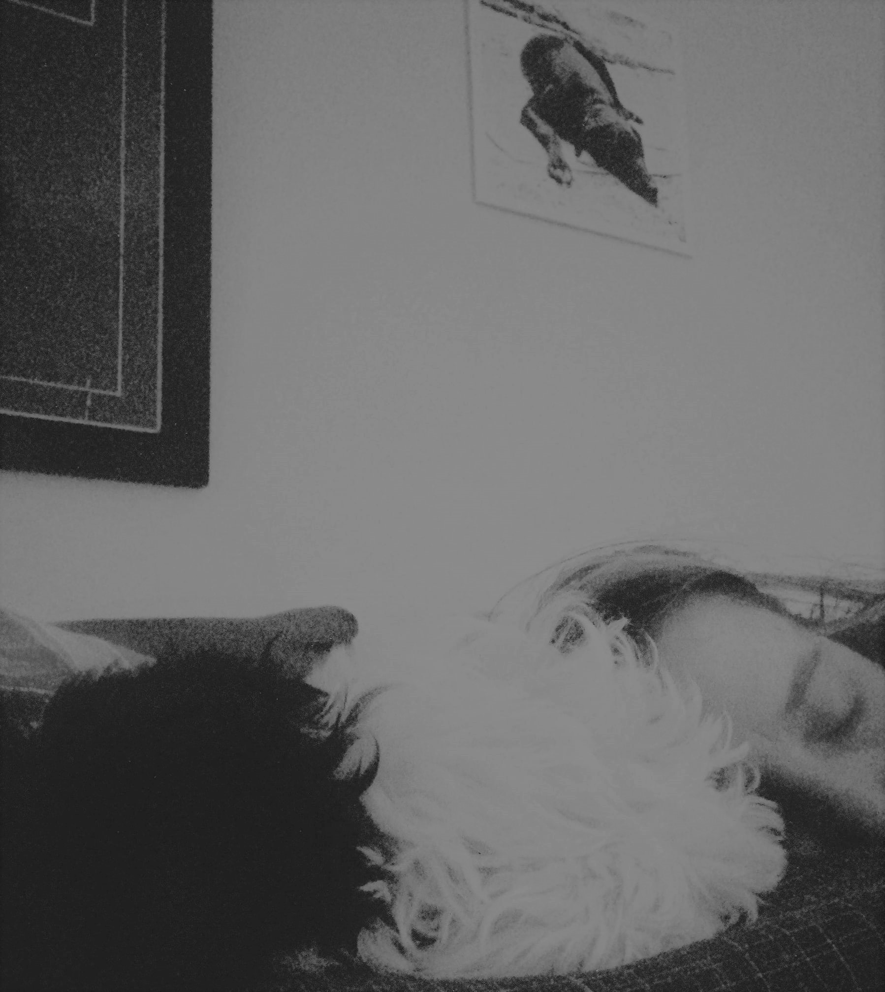 gossos