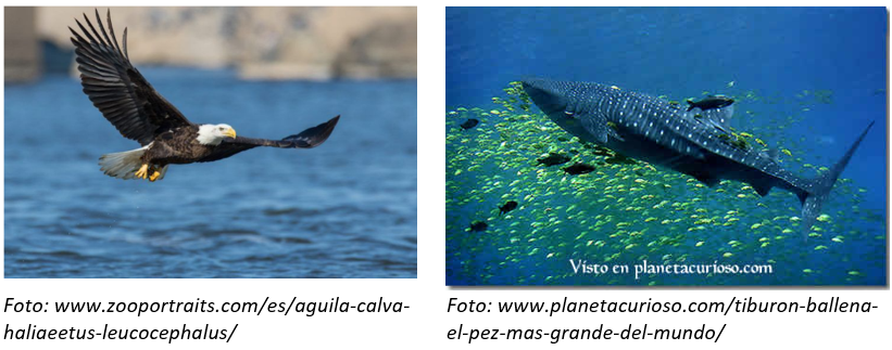 Pajaros y peces_Todo