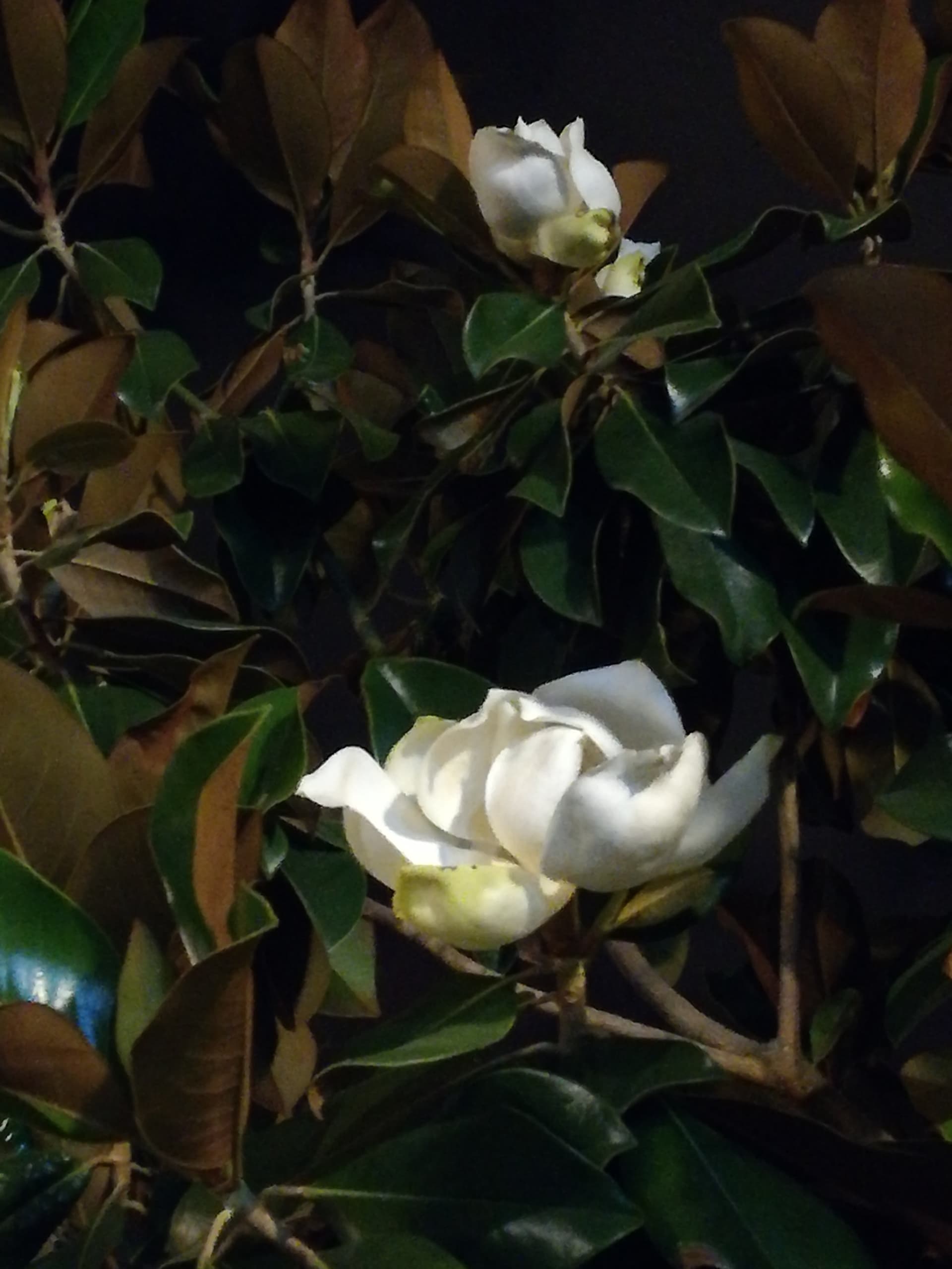 camelia foto propia