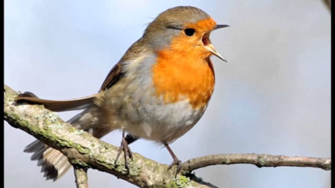 pajarito