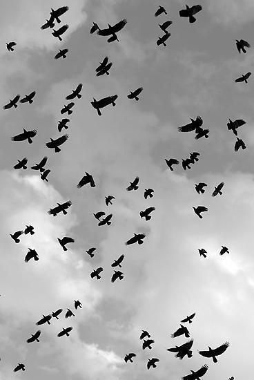 Flight by Adam Jahiel (Black & White Photograph) _ Artful Home