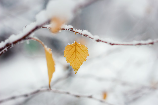 hoja-otono-nieve-principios-invierno_78450-742