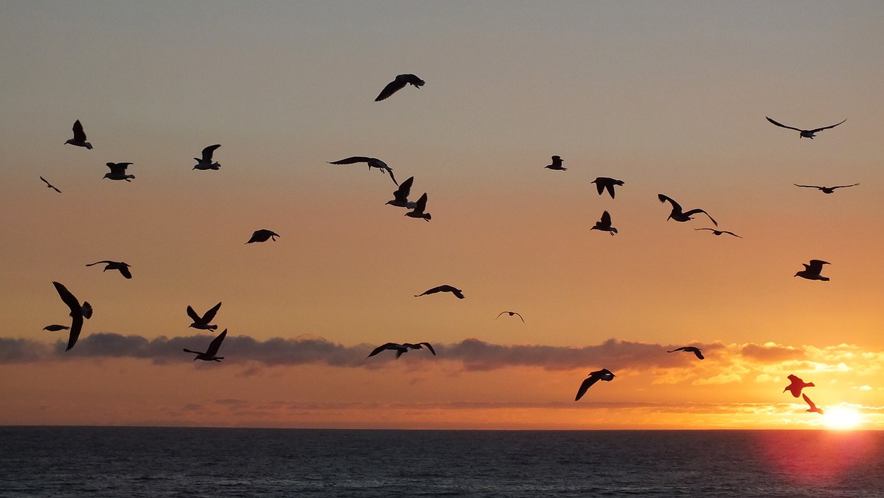 birds-943276_1280