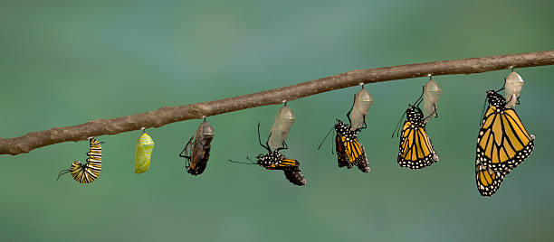 istockphoto-182739033-612x612