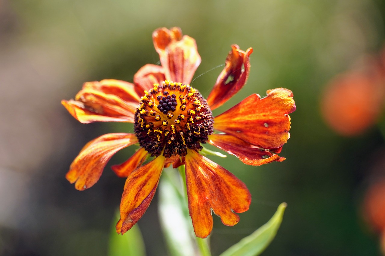 coneflower-5674962_1280