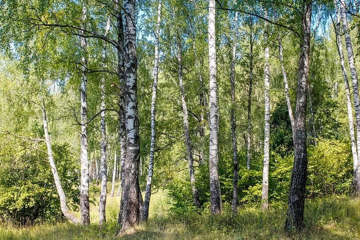 birch-2745850__480