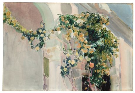 rosal amarillo en pequeño sorolla