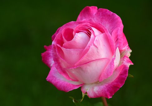 la rosa