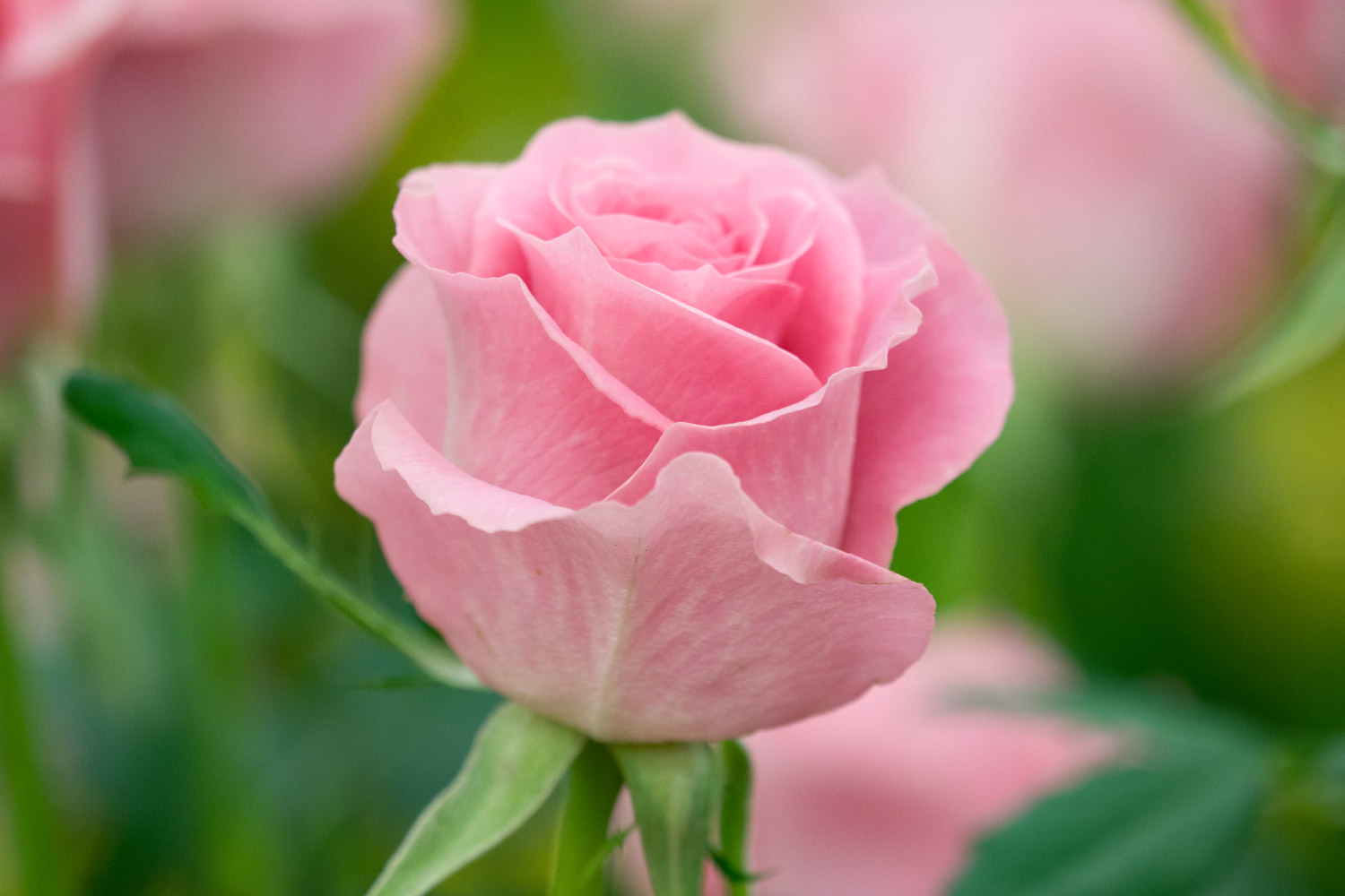 light-pink-rose-1