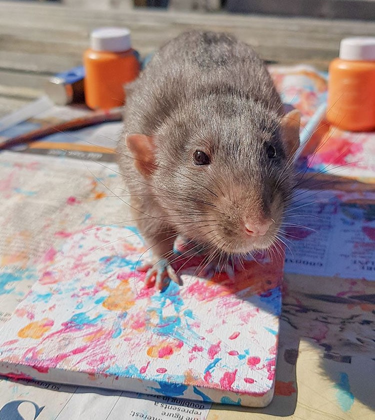 rat-art-toogoods-tiny-paws-9