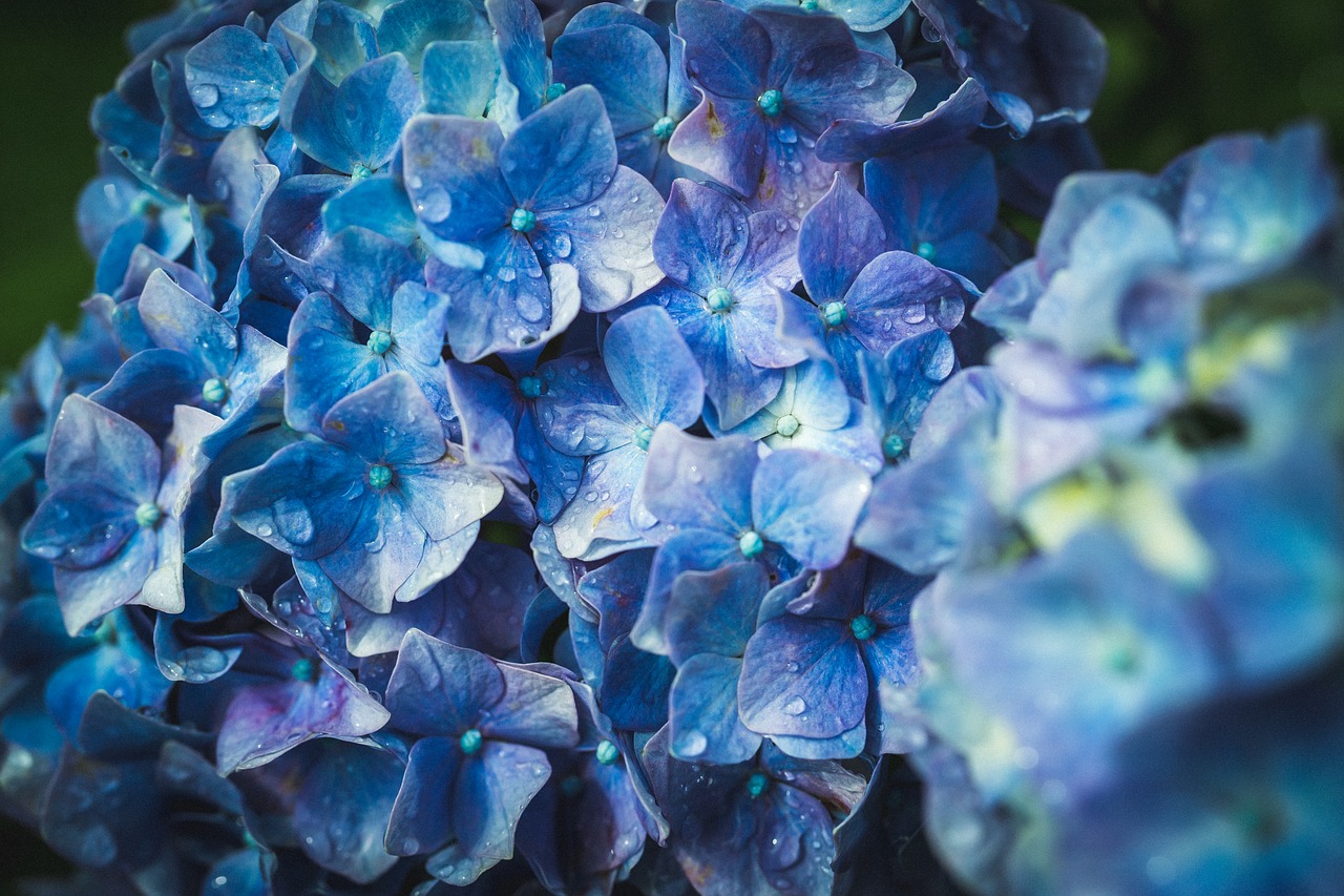 hortensia azul Ai Yokkaichi, Mie Japan