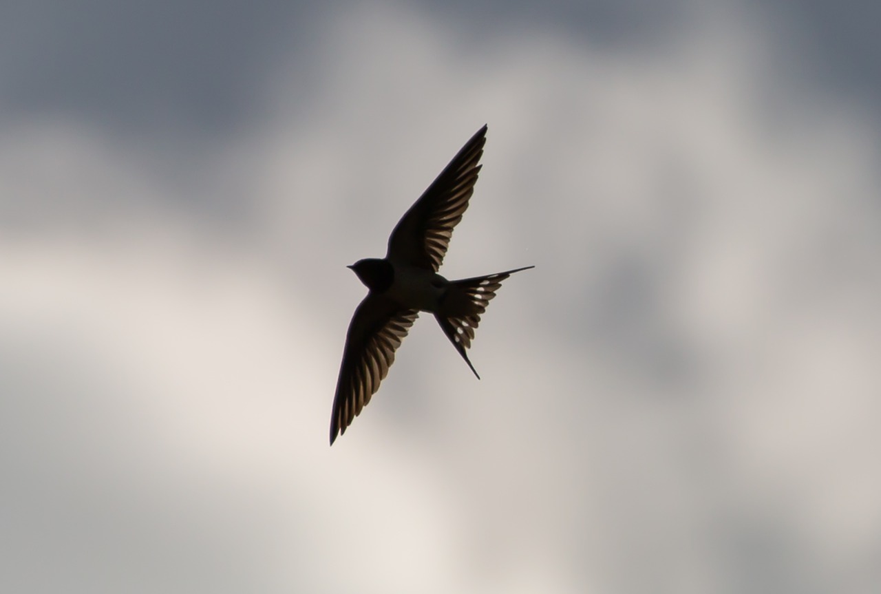 swallow-flying-5228993_1280