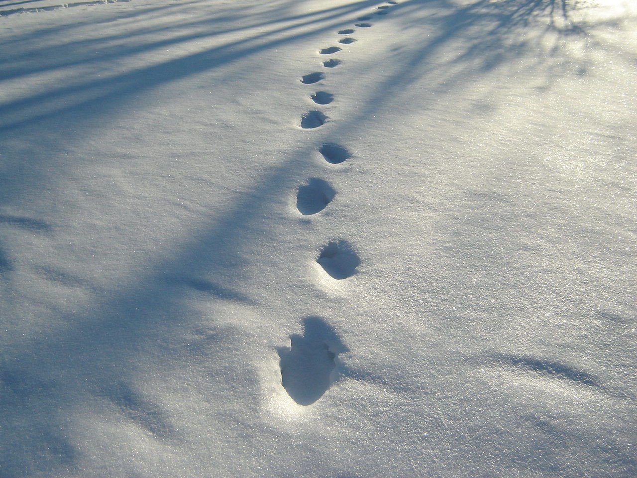 footprints-in-the-snow-1312487